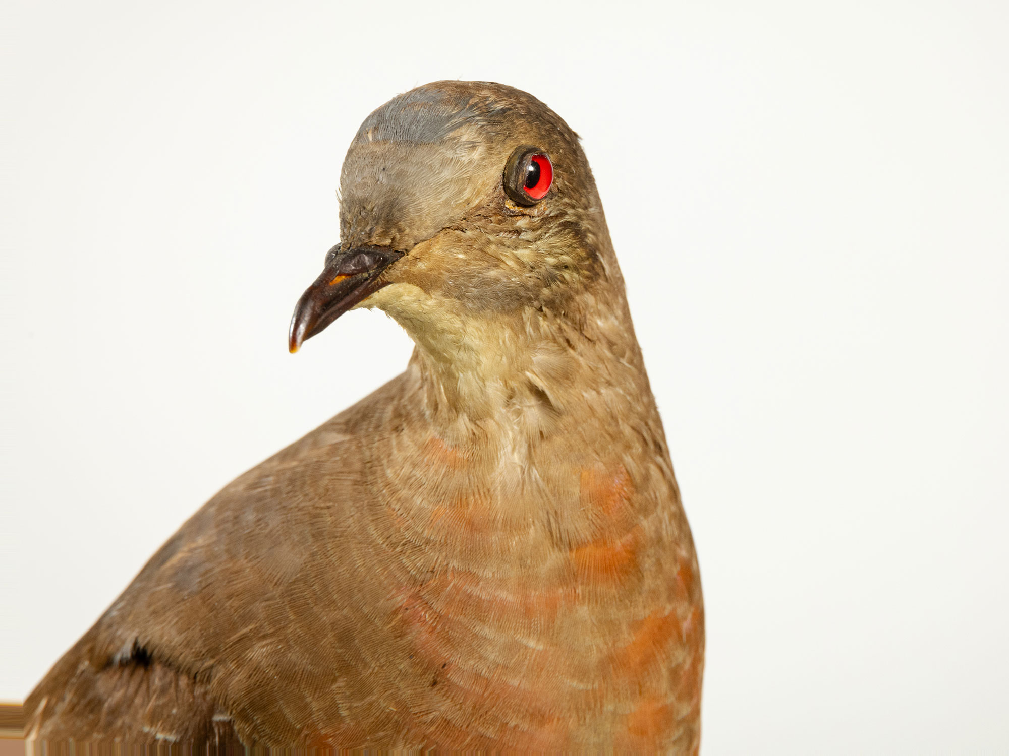 Passenger pigeon mount